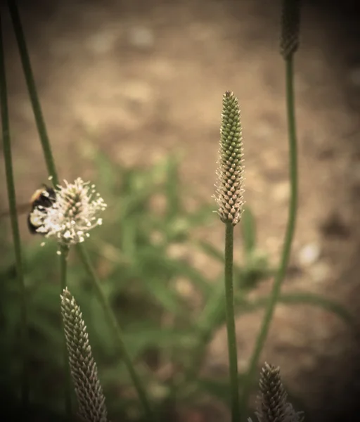 Muz çiçeği — Stok fotoğraf