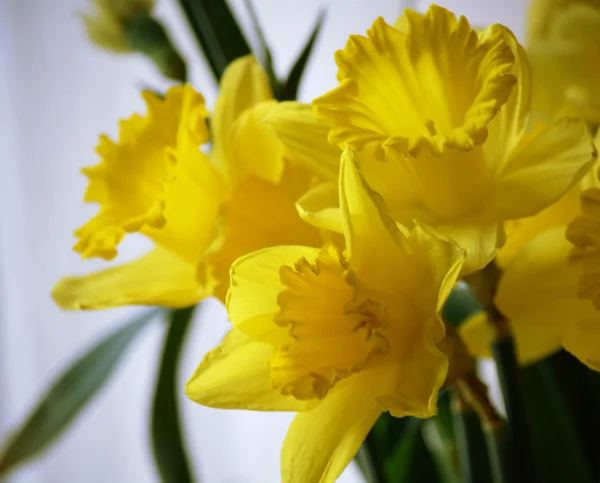 Narcisse jaune — Photo