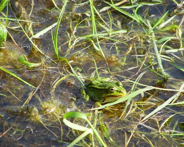 Yeşil kurbağa — Stok fotoğraf