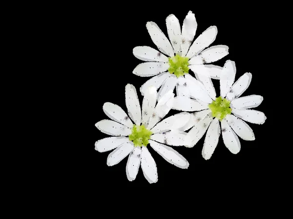 Flores brancas — Fotografia de Stock