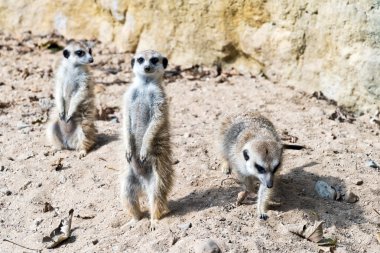 meerkat veya suricate