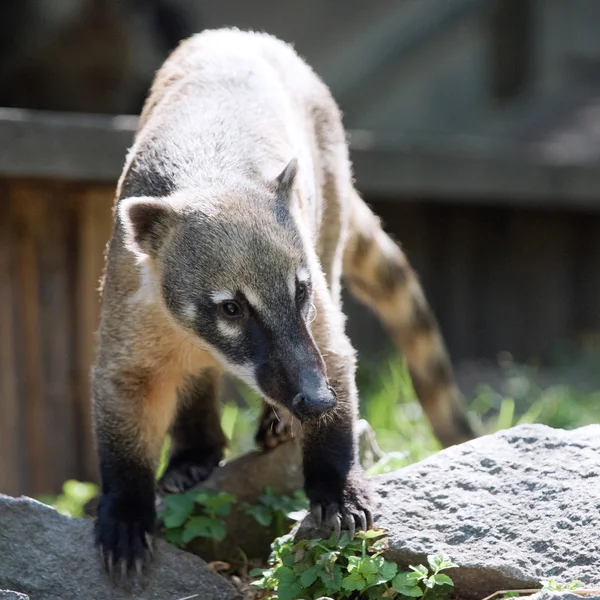 Südamerikanischer Nasenbär oder Ringelschwanz-Nasenbär — Stockfoto