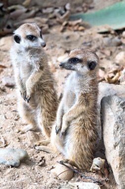 meerkat veya suricate