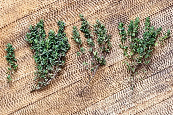 Green thyme twigs — Stock Photo, Image