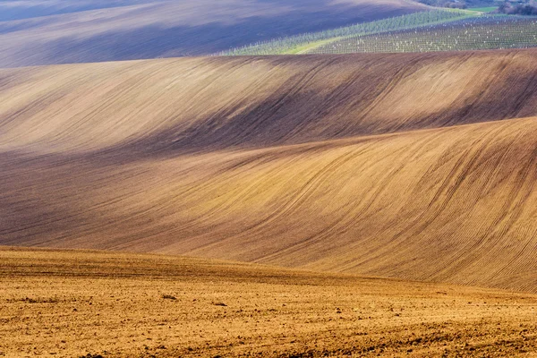 Paesaggio primaverile con vigneto e campi — Foto Stock