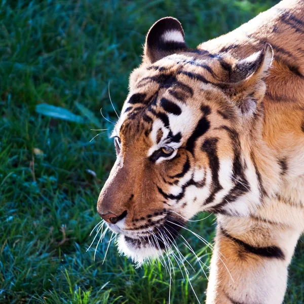 A closeup of the head of a tiger — Stock Photo, Image