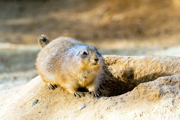 Black-tailed prairie dog — Stock Photo, Image