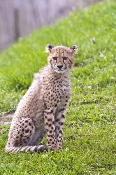 Gepard cub — Zdjęcie stockowe