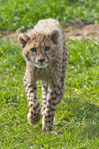 Gepard cub — Zdjęcie stockowe