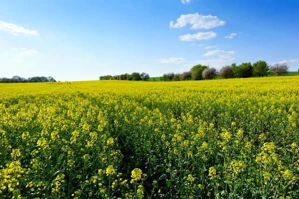 Field of rapeseed in spring — Stock Photo, Image