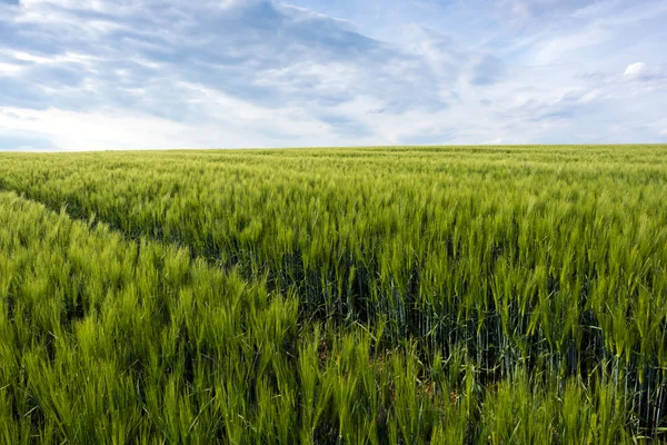 Green cornfield and sky — Stock Photo, Image