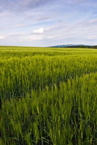 Grüne Kornfelder und Himmel — Stockfoto