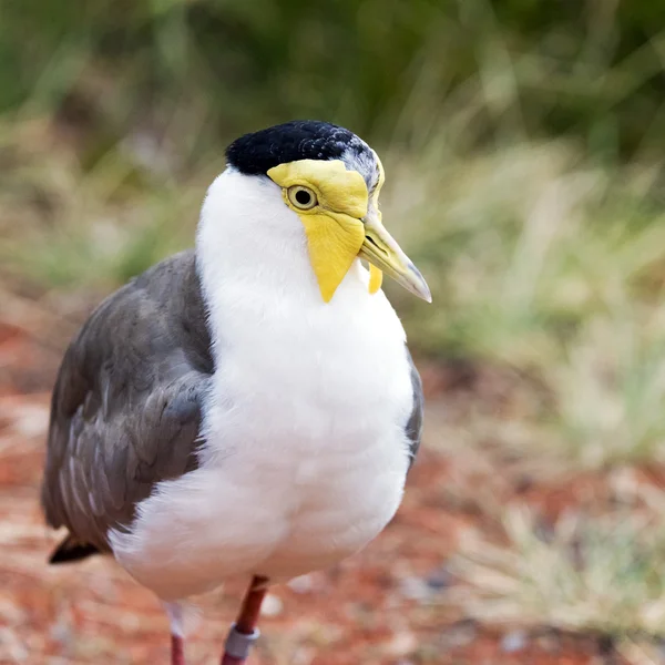 Masked lapwing (also known as the masked plover) — Stock Photo, Image