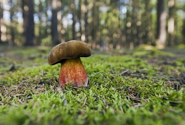 Época do cogumelo. Cogumelo na natureza . — Fotografia de Stock