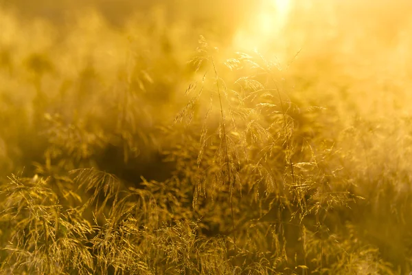 Grass with backlight in the evening, (abstract background) — Stock Photo, Image