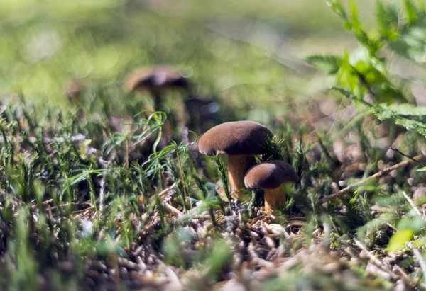 Stagione dei funghi - funghi commestibili — Foto Stock