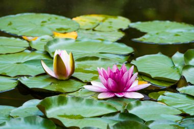 Suda yeşil yapraklar üzerinde pembe bir nilüfer çiçeği