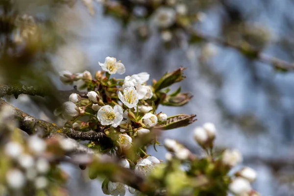 Galho Florescente Cerejeira Primavera — Fotografia de Stock