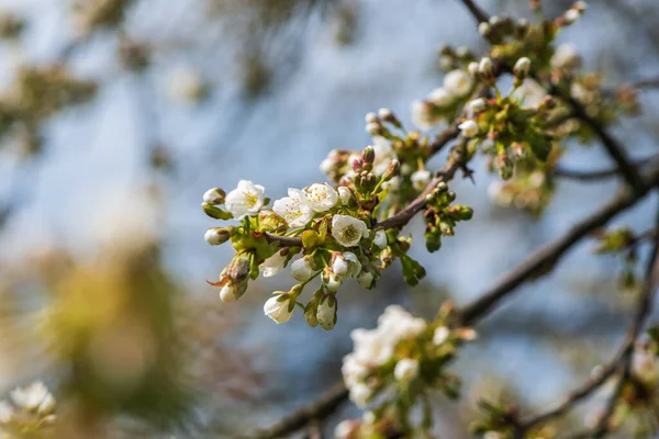 Galho Florescente Cerejeira Primavera — Fotografia de Stock