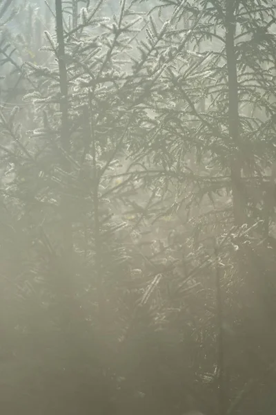 Хвойные Деревья Утренним Светом Солнца Абстрактный Фон — стоковое фото