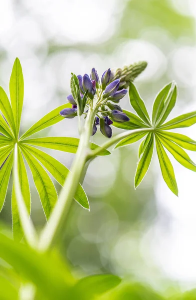 Lupin Iğnesi Lupin Bölgesel Olarak Mavi Başlık Bir Çiçeğin Alt — Stok fotoğraf