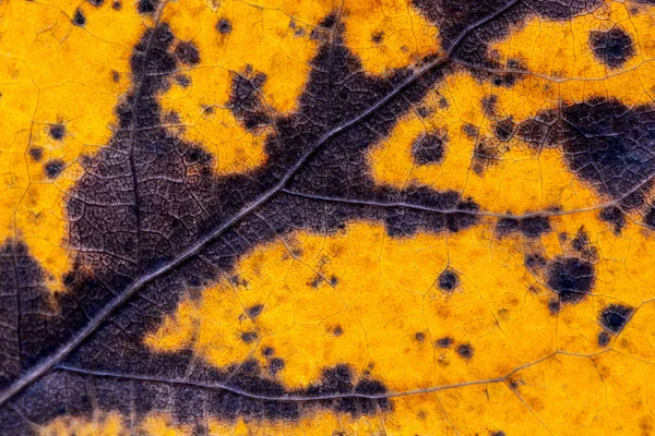 Sonbaharda Eski Bir Yaprağın Yakın Çekimi Arkaplan — Stok fotoğraf