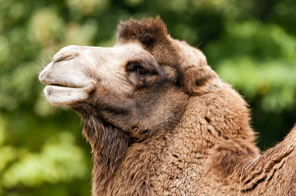 Bactrian camel — Stock Photo, Image