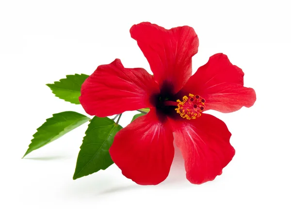 Red hibiscus — Stock Photo, Image