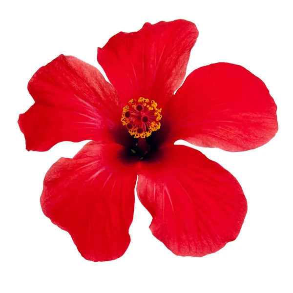 Red hibiscus — Stock Photo, Image