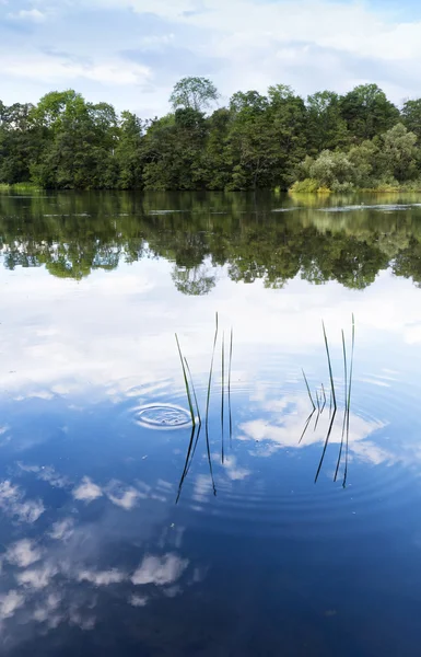 Summer landscape — Stock Photo, Image