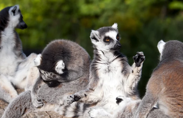 Lémure-de-cauda-anelada (Lemur catta) — Fotografia de Stock