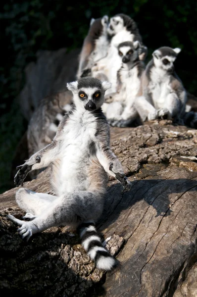 Gyűrűfarkú maki (Lemur catta)) — Stock Fotó