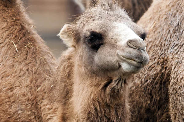 Bactrian camel — Stock Photo, Image