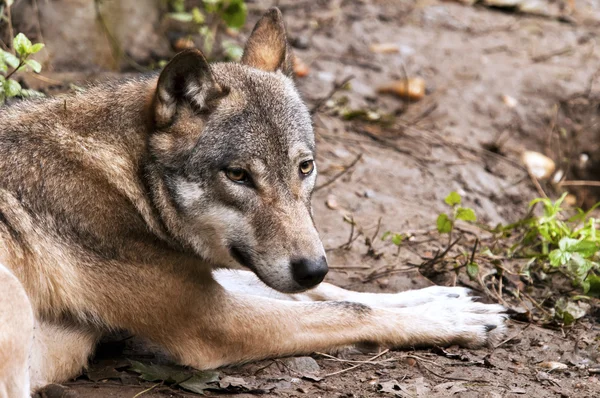 Wolf — Stock Photo, Image