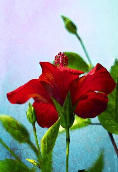 Röd hibiskus — Stockfoto