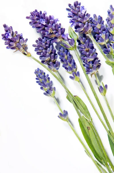 Lavanda fresca — Foto Stock