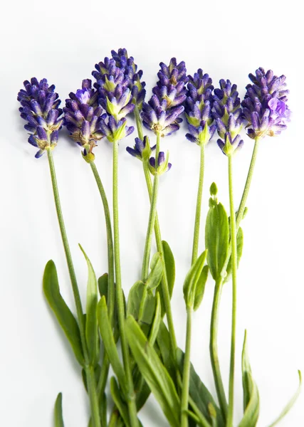 Färsk lavendel — Stockfoto