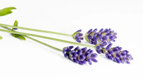 Fresh lavender — Stock Photo, Image