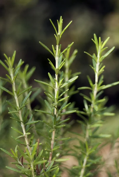 Alecrim (rosmarinus officinalis) — Fotografia de Stock