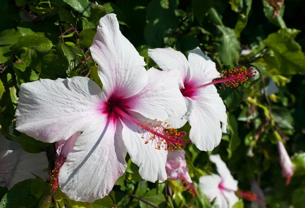 HIBISCO BLANCO — Foto de Stock