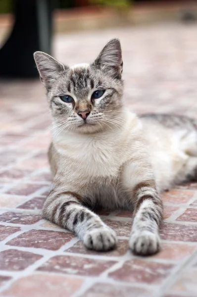 Kat met blauwe ogen — Stockfoto