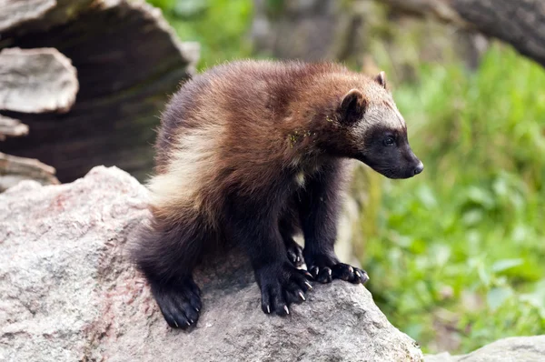 Wolverine... — Fotografia de Stock