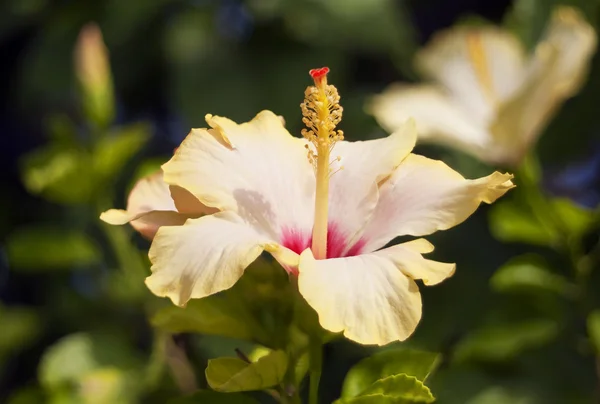 Yellow hibiscus — Stock Photo, Image