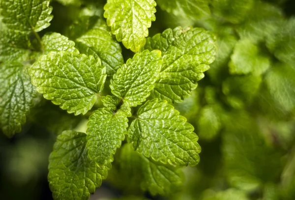 Limon merhemi (Melissa officinalis)