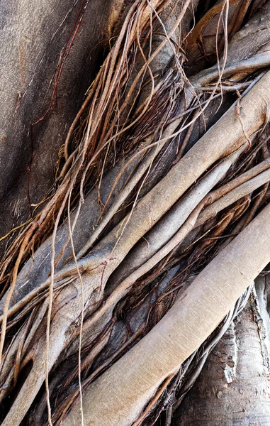 Trunk and roots of old ficus (background) — Stock Photo, Image