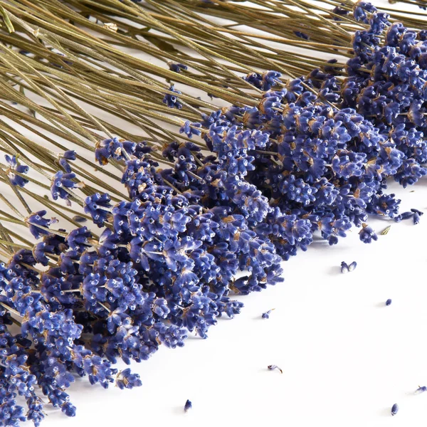 Lavanda seca — Fotografia de Stock