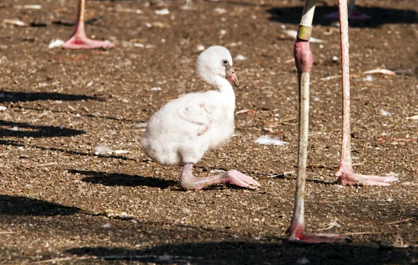 Jovem flamingo — Fotografia de Stock