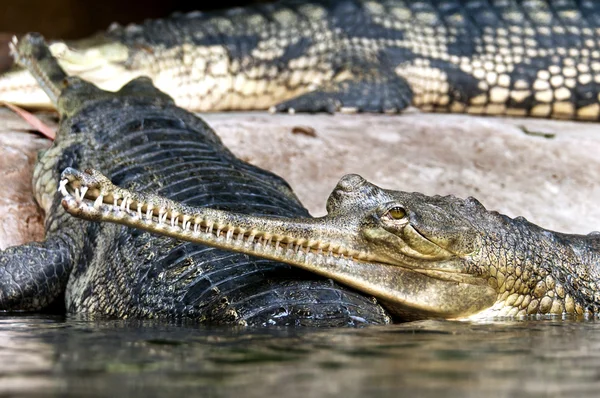 Gavial du gange — Photo