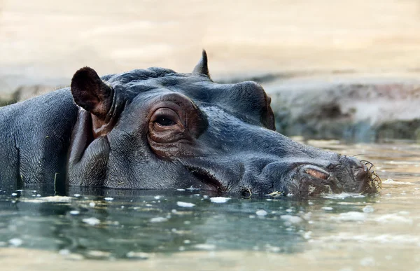 Das Nilpferd (hippopotamus amphibius), oder Nilpferd — Stockfoto