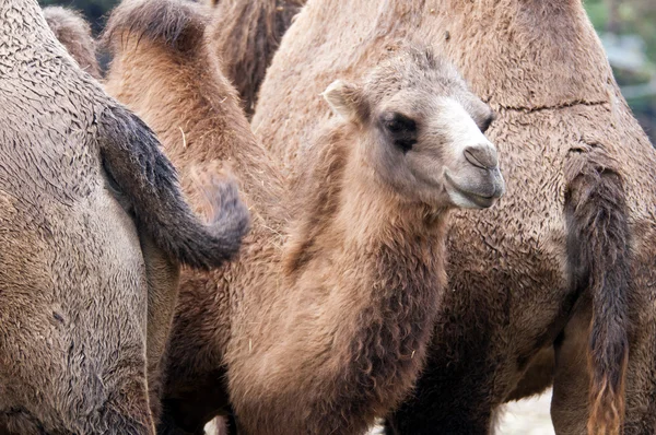 Baktrisches Kamel — Stockfoto